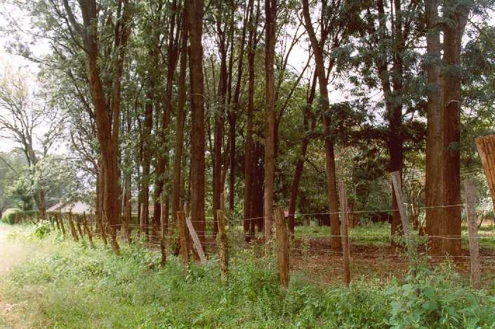 Image of The grove of Grevillea robusta trees alongside the track from Grigg/Hawke to Main School