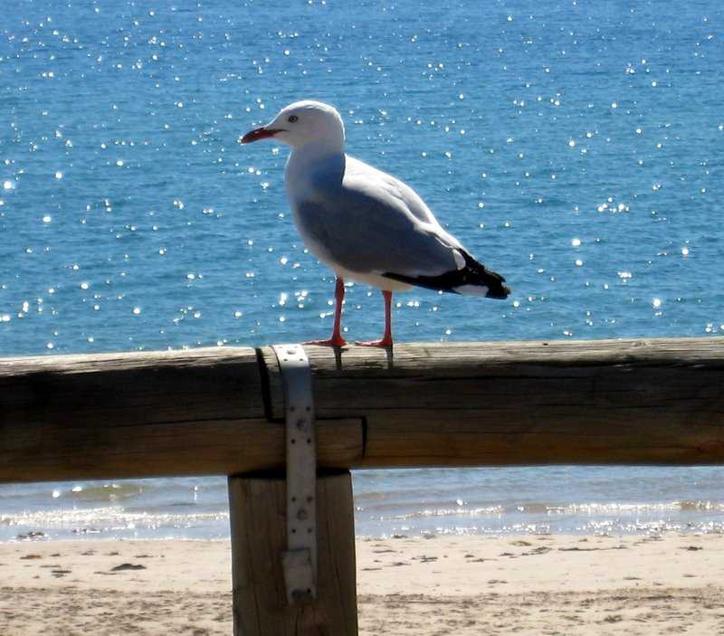 South Australian seagull