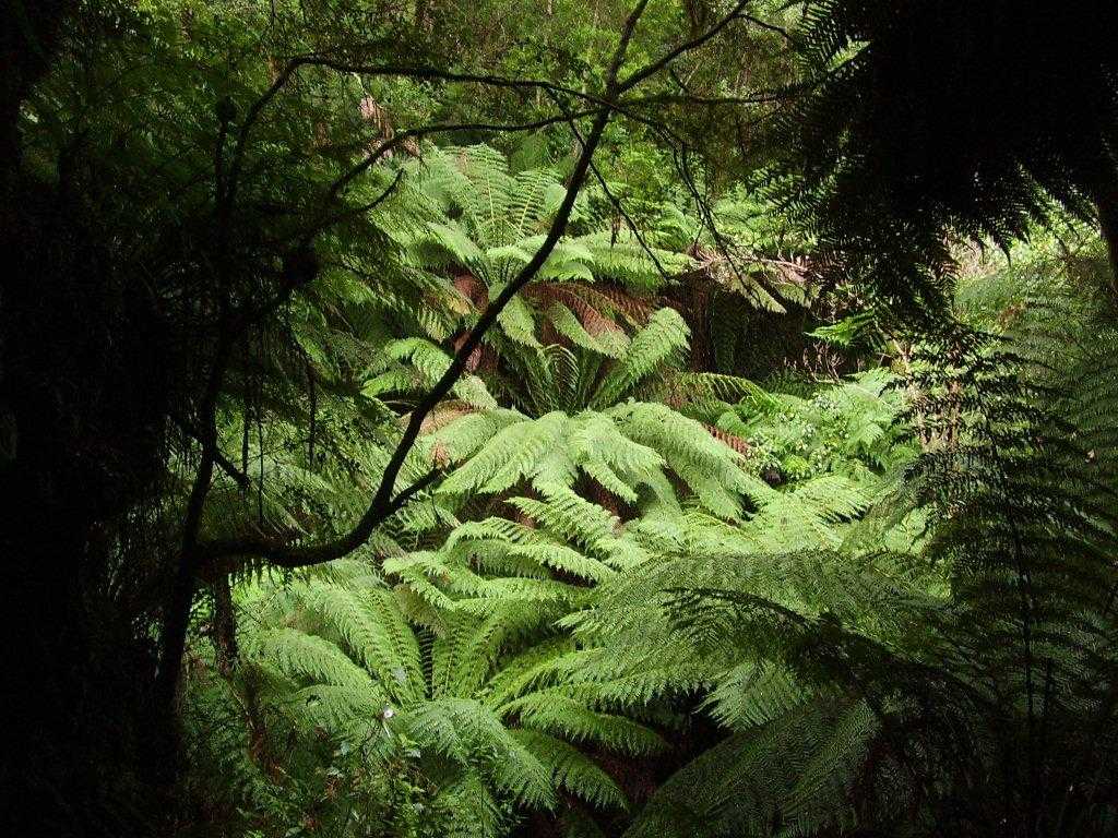 Mini Reunion -  Otway Ranges, S.Victoria - May 2011