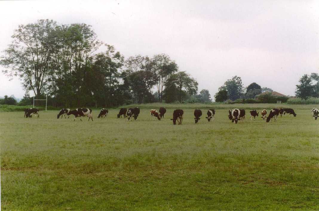 Image of School Herd grazing the pitches - June 2002