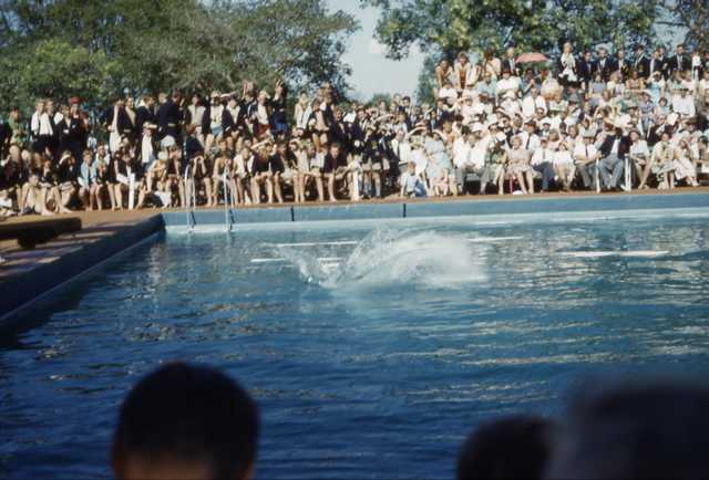 Swimming Gala - 1961